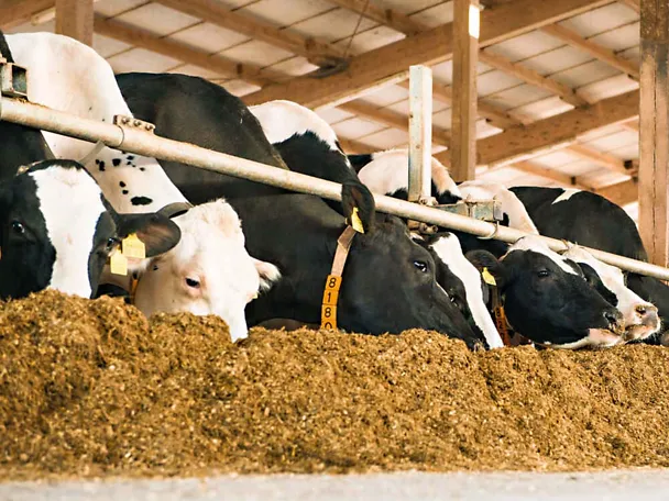 Milchkühe am Futtertisch