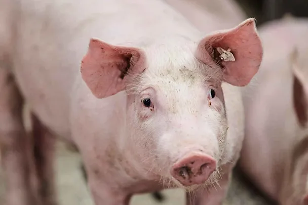 Schwein
