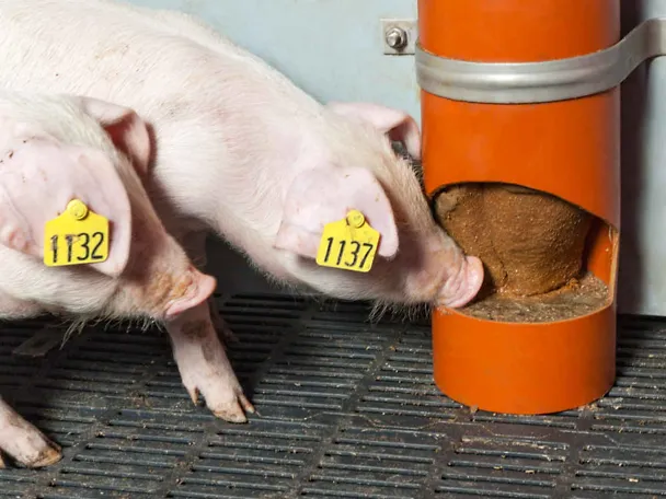 Ferkel mit SCHAUMANN SIXPIG