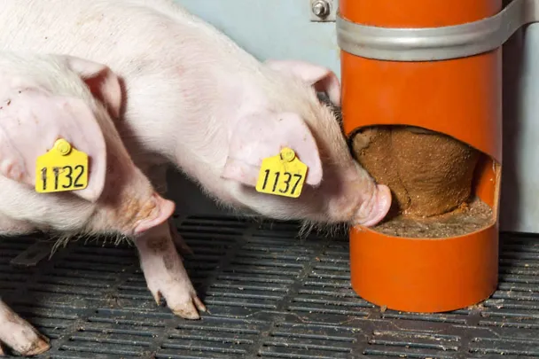 Ferkel mit SCHAUMANN SIXPIG