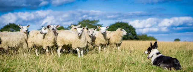 Schafe auf der Weide